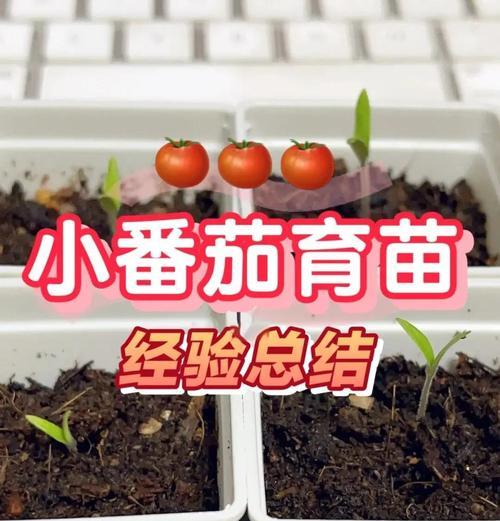 种子催芽放口袋里可行吗？正确催芽方法是什么？