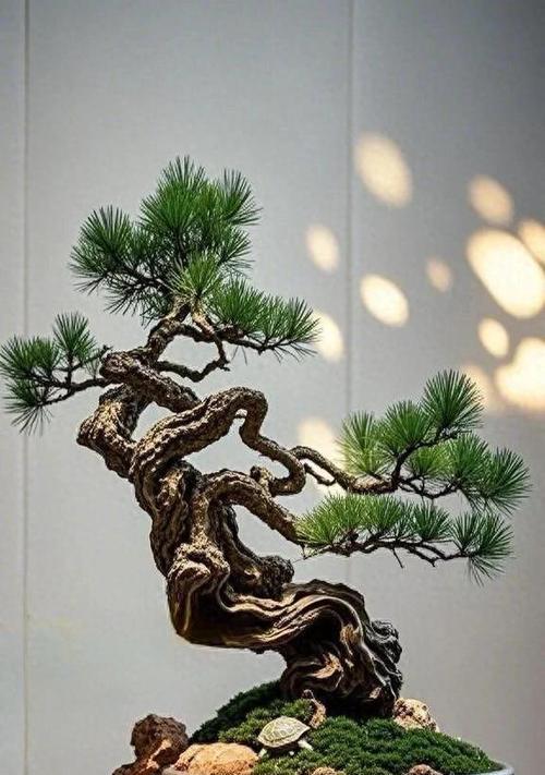 松树修剪枝丫的最佳时机是什么时候？如何正确修剪以促进生长？