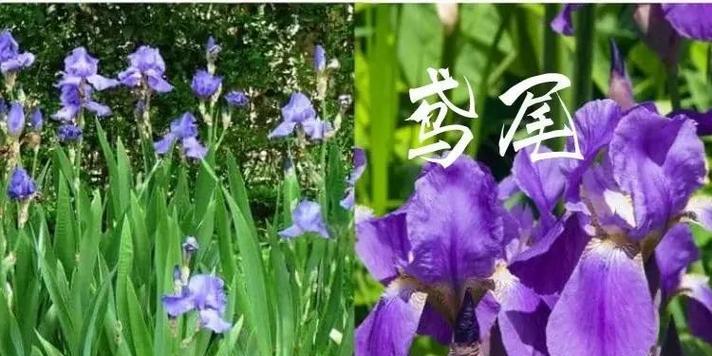 兰尾花种植方法是什么？如何正确种植兰尾花？