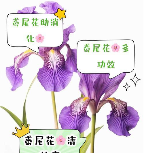 兰尾花种植方法是什么？如何正确种植兰尾花？