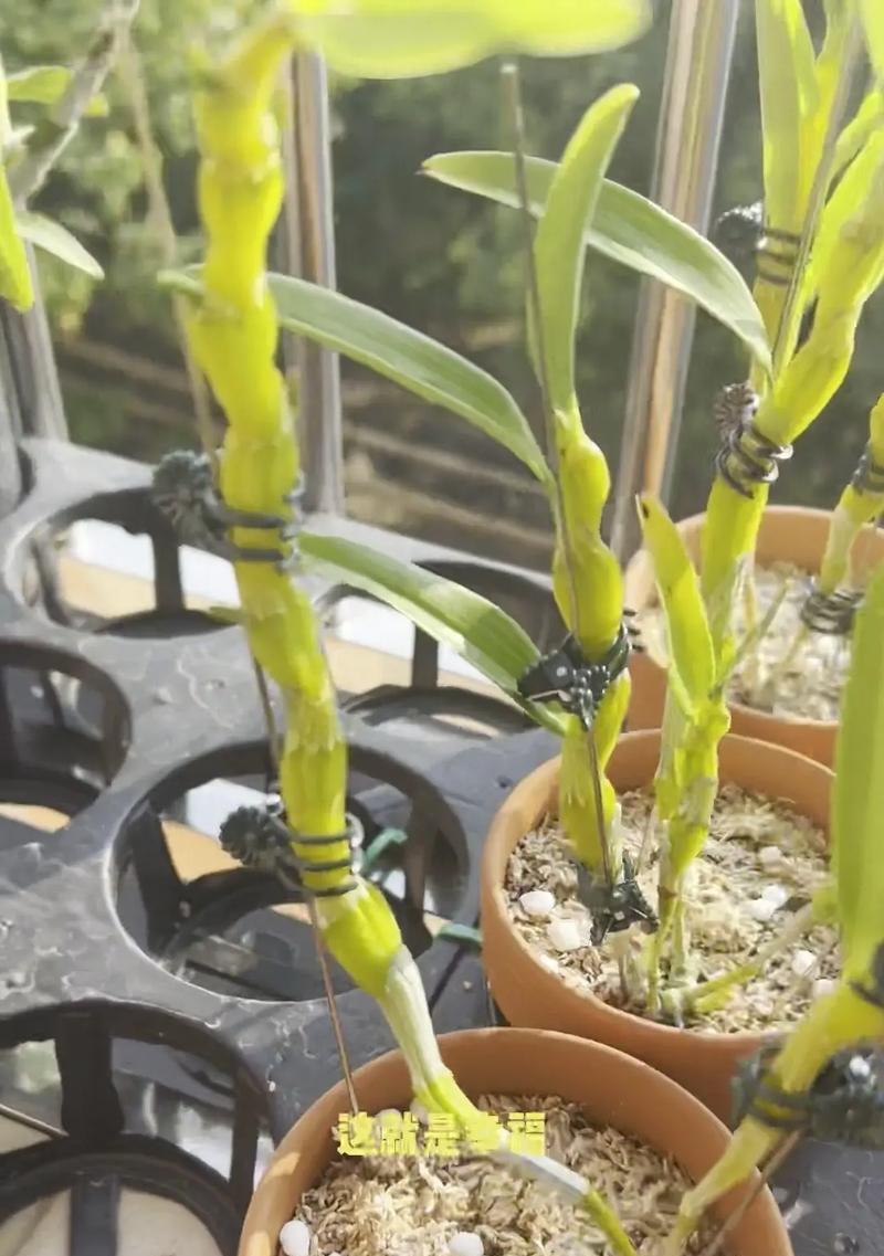 盆栽石斛怎么种植方法？有哪些注意事项？