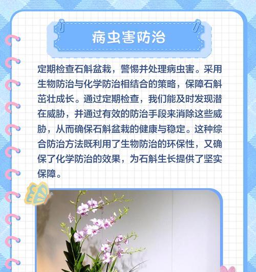 盆栽石斛怎么种植方法？有哪些注意事项？