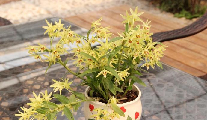 盆栽石斛怎么种植方法？有哪些注意事项？