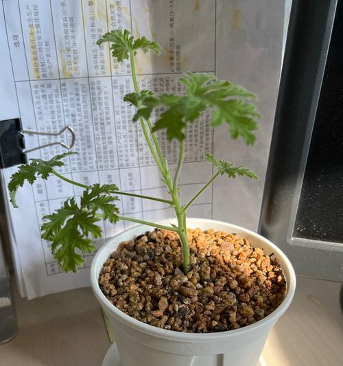 香叶修剪枝条的最佳时机是什么时候？如何正确修剪以促进生长？