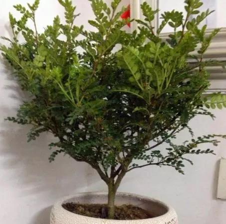 香叶修剪枝条的最佳时机是什么时候？如何正确修剪以促进生长？