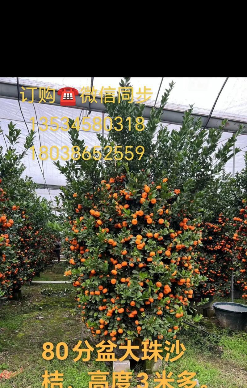 大年桔修剪枝条的最佳时机是什么时候？修剪后如何护理？