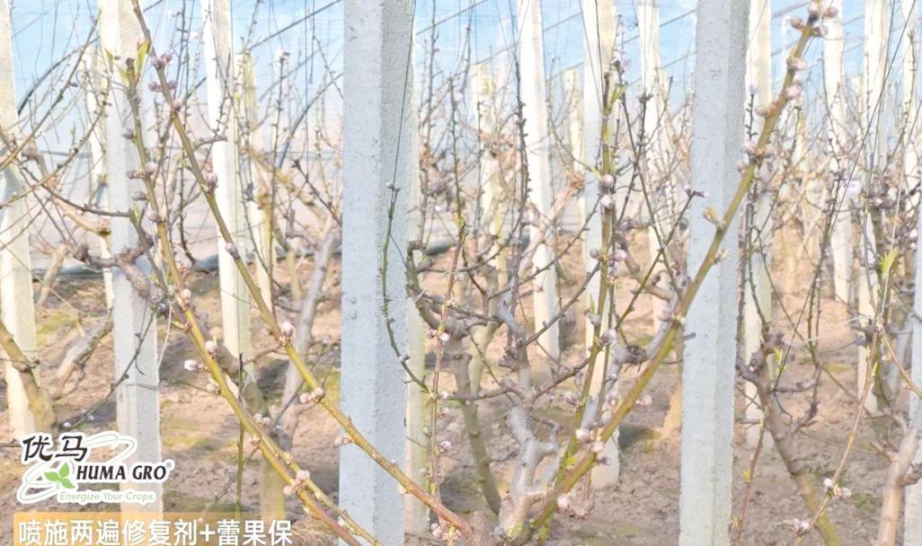 桃子树夏季修剪怎么剪枝？修剪的最佳时间和方法是什么？