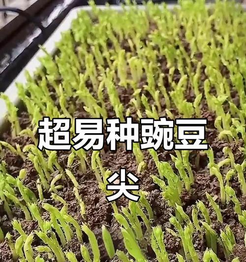 豌豆怎么种植方法？初学者指南和常见问题解答？