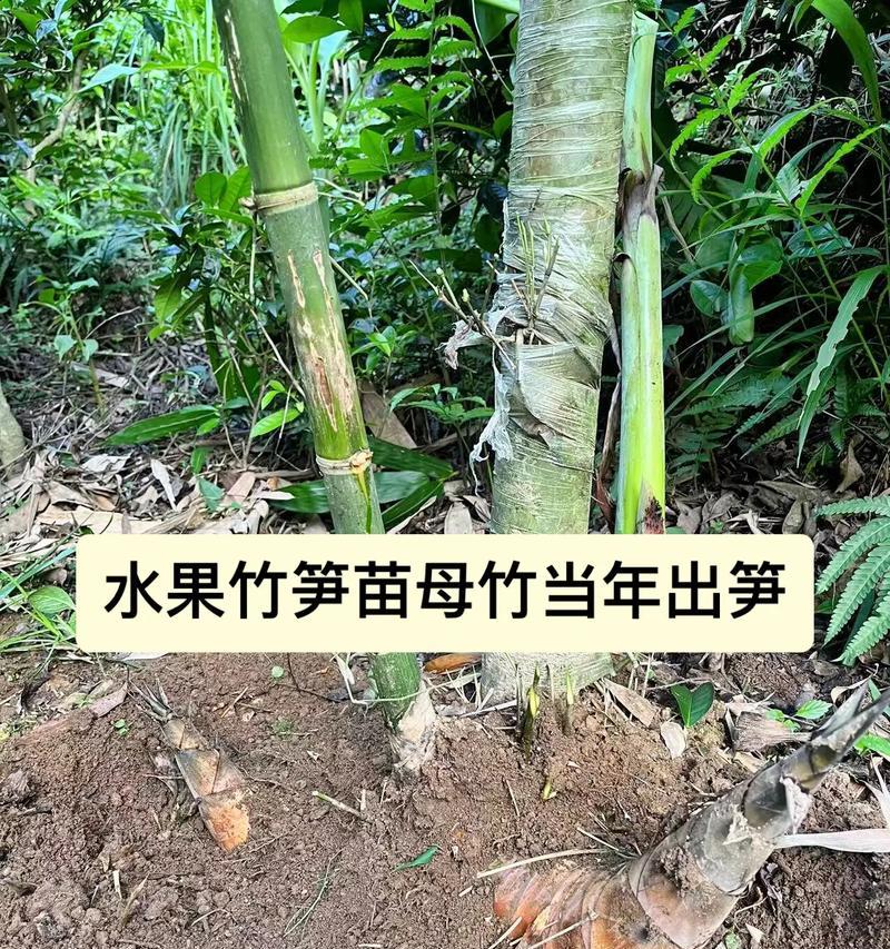云南甜笋种植方法有哪些？如何确保高产？