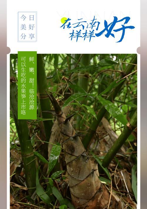 云南甜笋种植方法有哪些？如何确保高产？