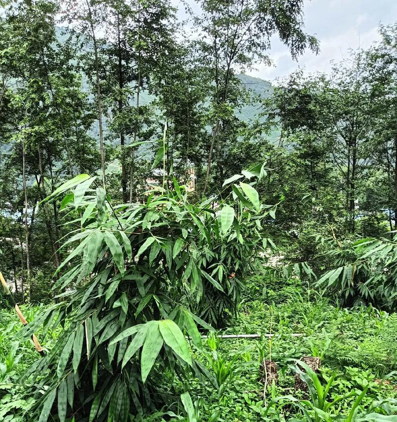 云南甜笋种植方法有哪些？如何确保高产？