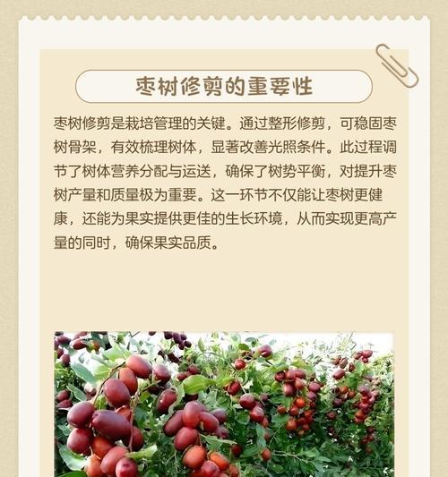 枣树小树修剪枝条的最佳时机是什么时候？修剪后如何管理？
