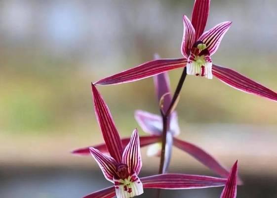104朵花代表什么意思？104朵花的寓意详细解读？