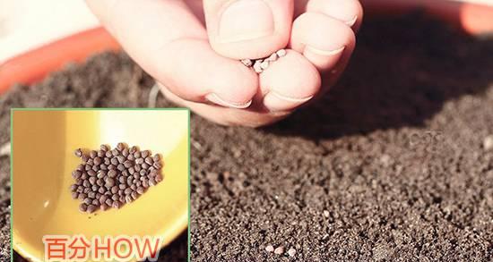 催芽兰花种子怎么种？种植过程中需要注意哪些问题？