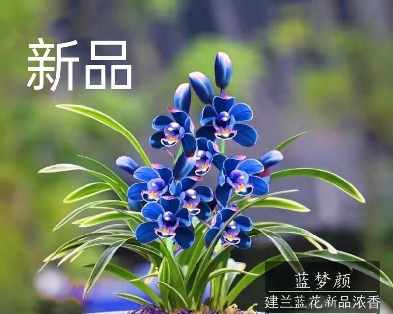 催芽兰花种子怎么种？种植过程中需要注意哪些问题？