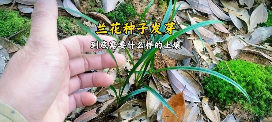 催芽兰花种子怎么种？种植过程中需要注意哪些问题？