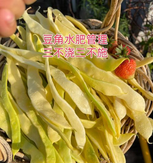 豆角催芽方法是什么？需要多长时间才能发芽？