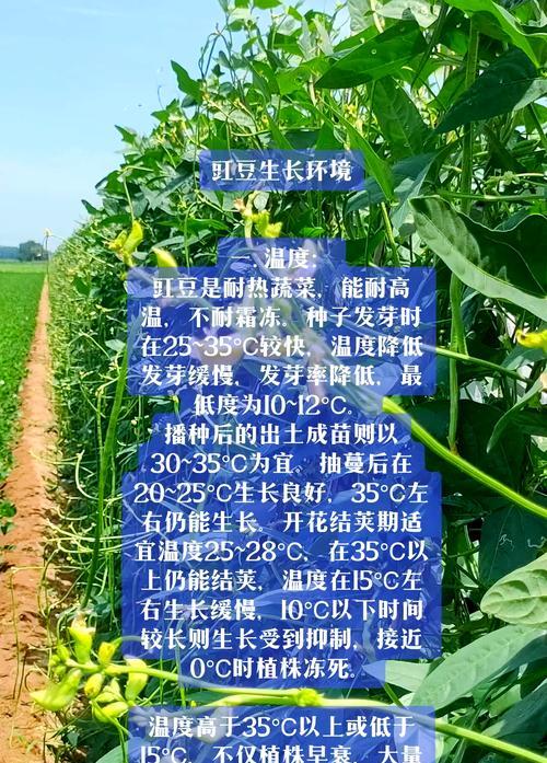 豆角催芽方法是什么？需要多长时间才能发芽？