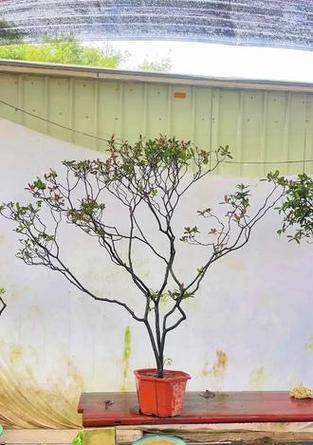 海岛春花修剪枝技巧有哪些？如何正确修剪以促进生长？