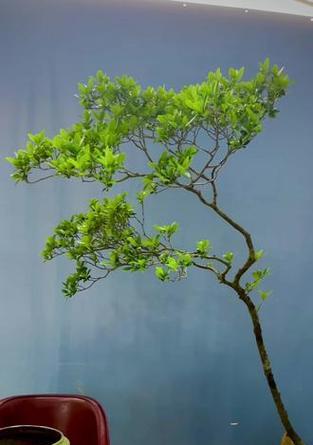 海岛春花修剪枝技巧有哪些？如何正确修剪以促进生长？