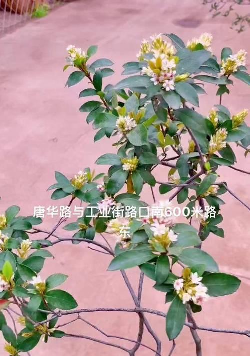 海岛春花修剪枝技巧有哪些？如何正确修剪以促进生长？