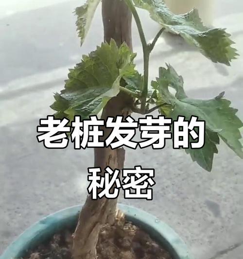 葡萄催芽的最佳方法是什么？需要多长时间才能看到效果？