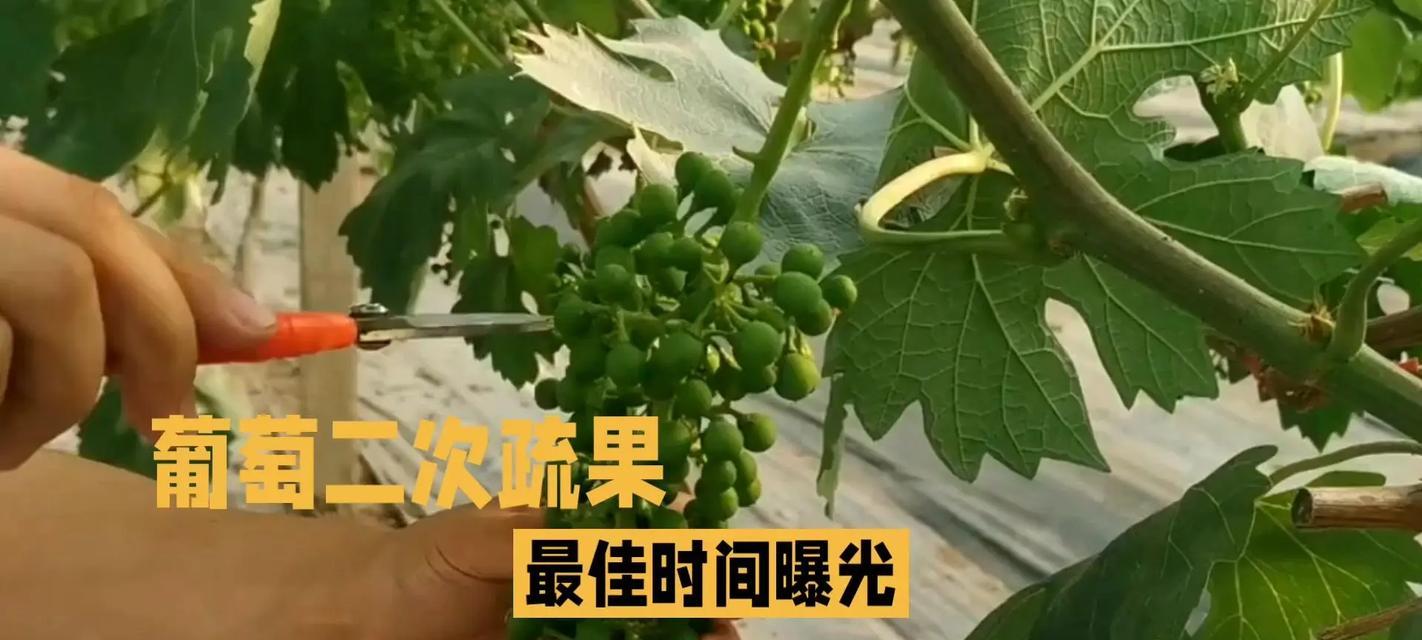 葡萄催芽的最佳方法是什么？需要多长时间才能看到效果？