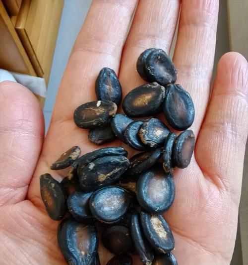 湿西瓜子催芽最快的方法是什么？
