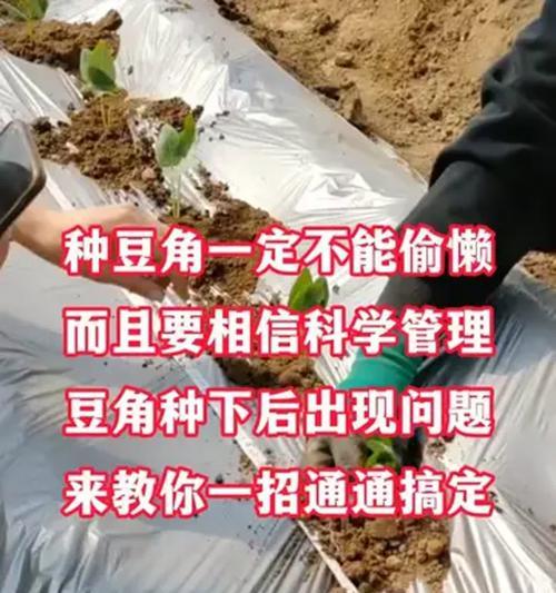 种豆角催芽怎么催？有效催芽方法有哪些？