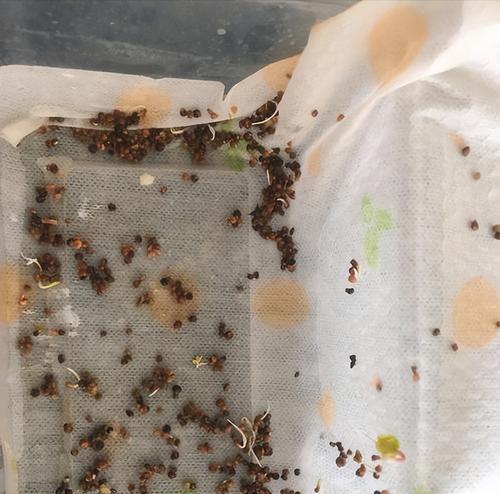 种豆角催芽怎么催？有效催芽方法有哪些？