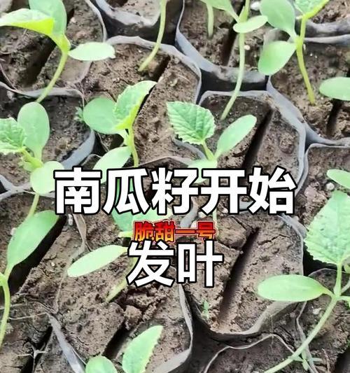 南瓜种子催芽方法是什么？需要多长时间才能发芽？