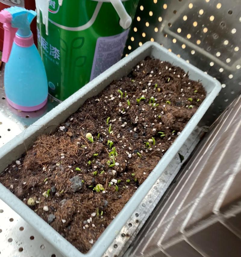 种菜心催芽技巧是什么？如何确保芽苗健康成长？