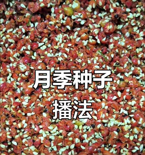 催芽种子播种方法是什么？播种后如何确保发芽率？