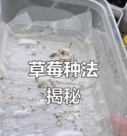催芽种子播种方法是什么？播种后如何确保发芽率？
