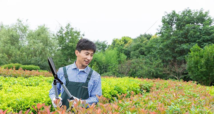 果酱修剪枝叶的最佳时期是什么时候？修剪后如何管理？