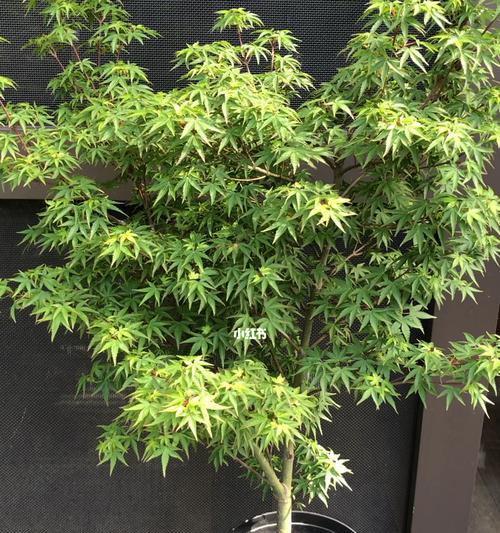 吸金木修剪枝条的最佳时机是什么时候？步骤有哪些？