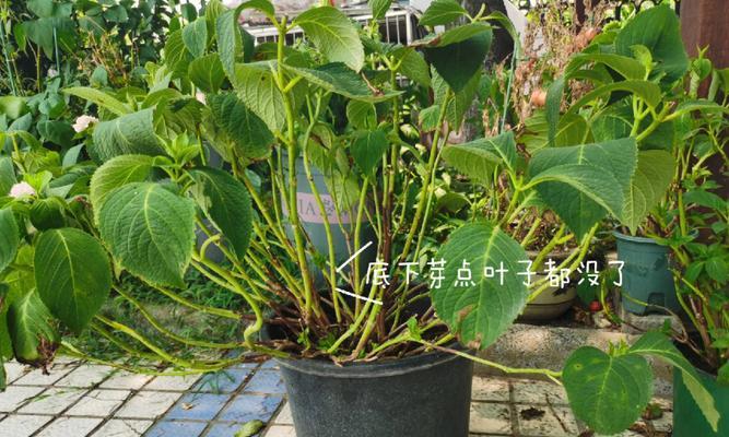 吸金木修剪枝条的最佳时机是什么时候？步骤有哪些？