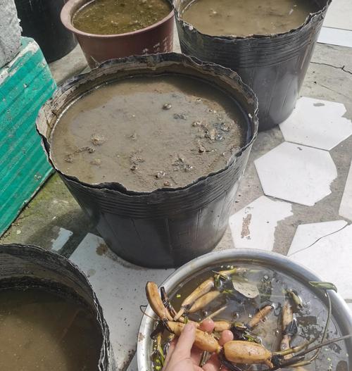 中型荷花催芽的最佳方法是什么?如何确保高成功率?