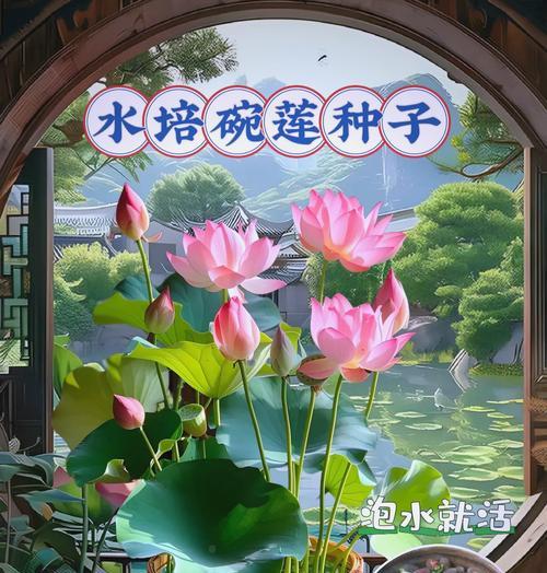 中型荷花催芽的最佳方法是什么？如何确保高成功率？