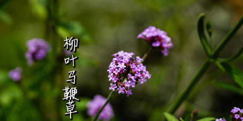 屋檐草种植方法是什么？如何正确种植屋檐草？