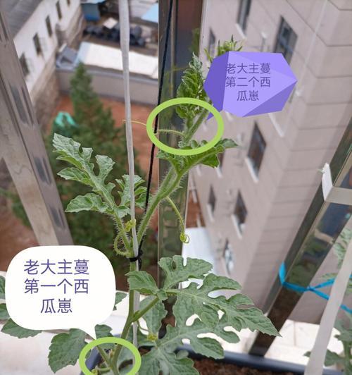 小沙瓜怎么种植方法？从播种到收获的全过程解析？