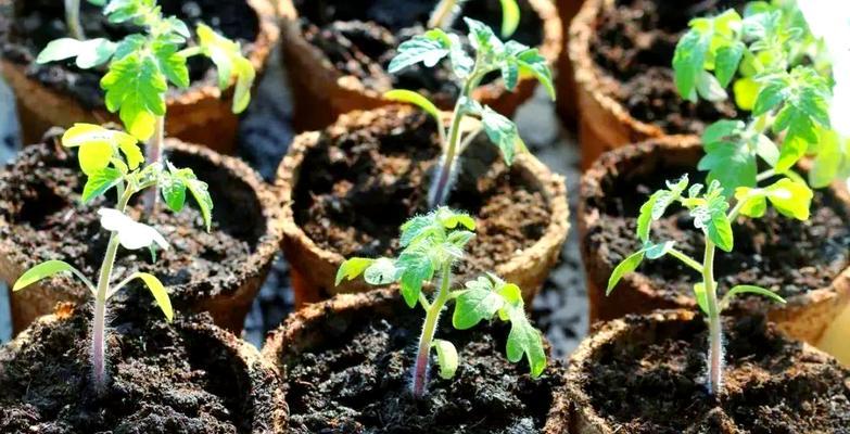 小沙瓜怎么种植方法？从播种到收获的全过程解析？