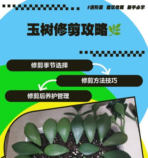 玉树修剪枝条的最佳时机是什么时候？如何正确修剪以促进生长？