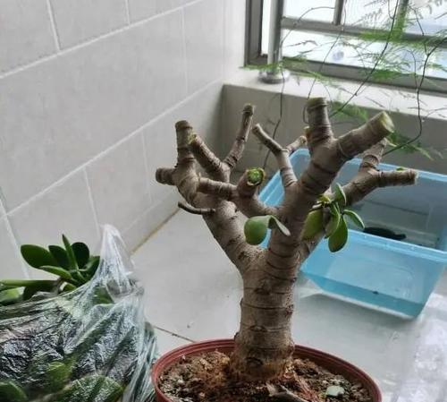 玉树修剪枝条的最佳时机是什么时候？如何正确修剪以促进生长？