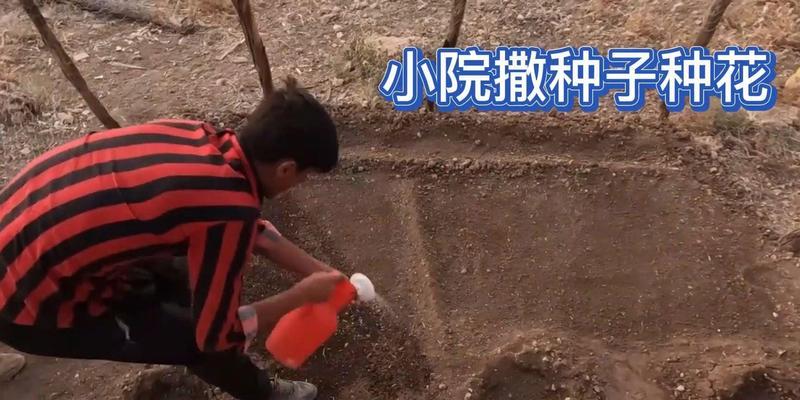 种花撒籽的方法怎么种植？步骤和注意事项是什么？