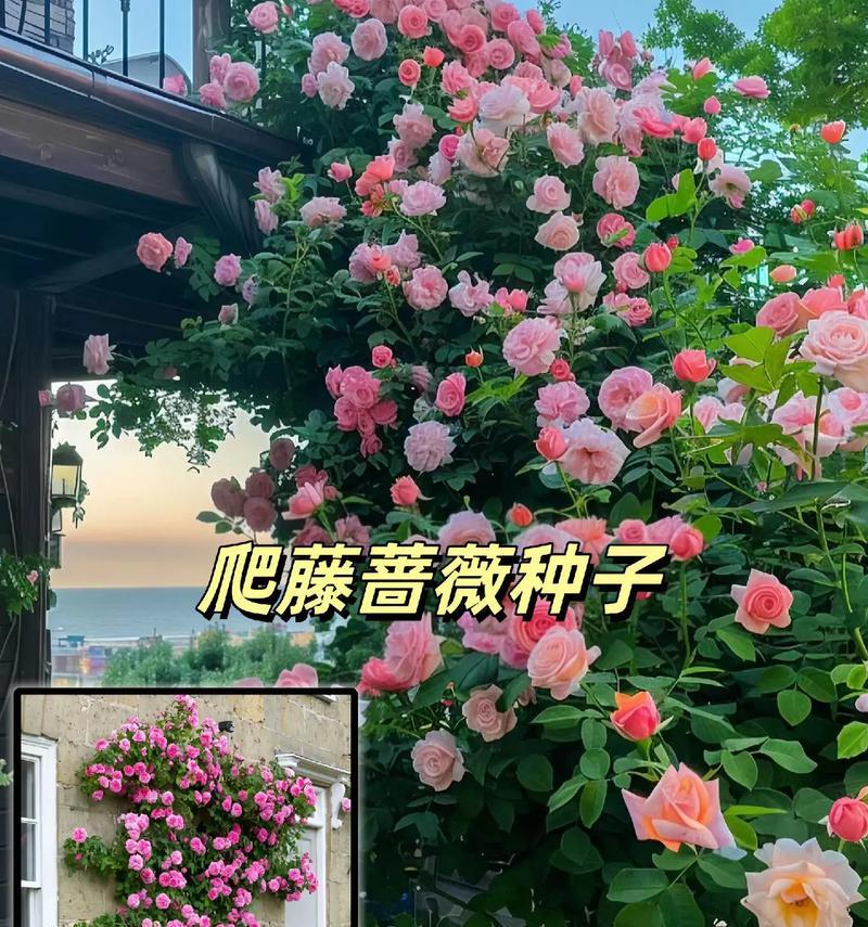 种花撒籽的方法怎么种植？步骤和注意事项是什么？