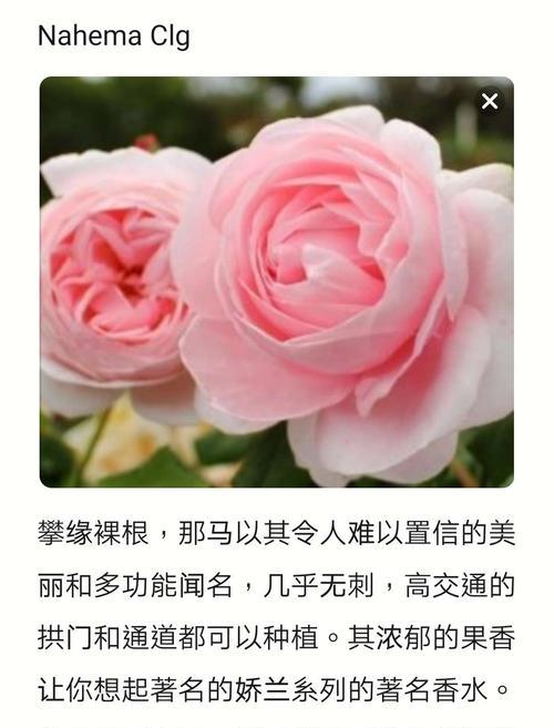 土裸根花怎么种植方法？有哪些步骤和注意事项？
