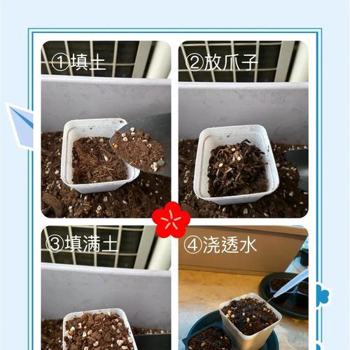 土裸根花怎么种植方法？有哪些步骤和注意事项？
