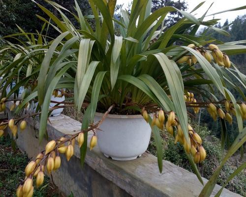 土裸根花怎么种植方法？有哪些步骤和注意事项？
