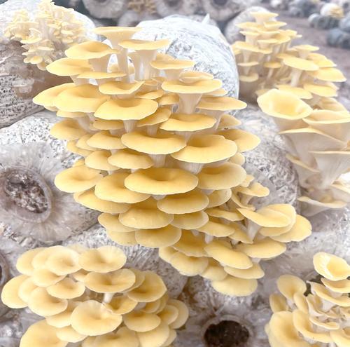 玉黄蘑菌种植方法是什么？如何确保种植成功？